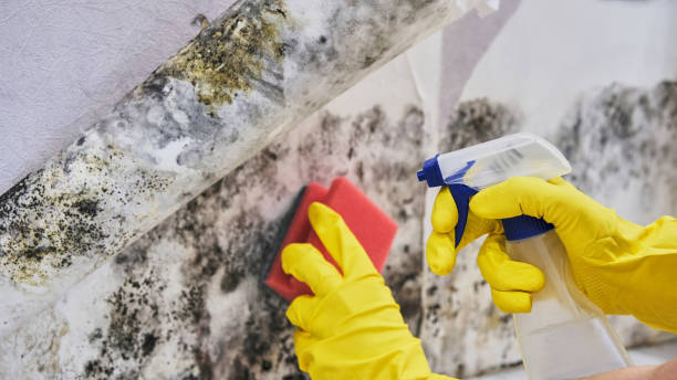 Mold Remediation for Rental Properties